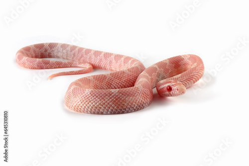 Fotografi Baby cornsnake snow closeup on isolated background, Baby corn snake on white bac