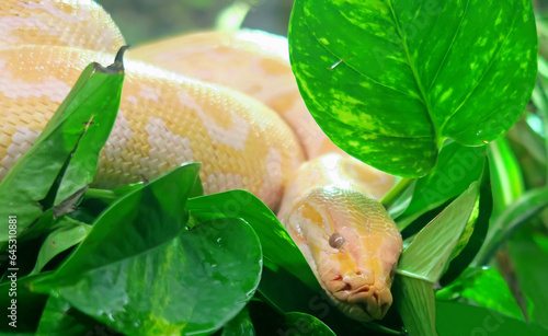 Albino python