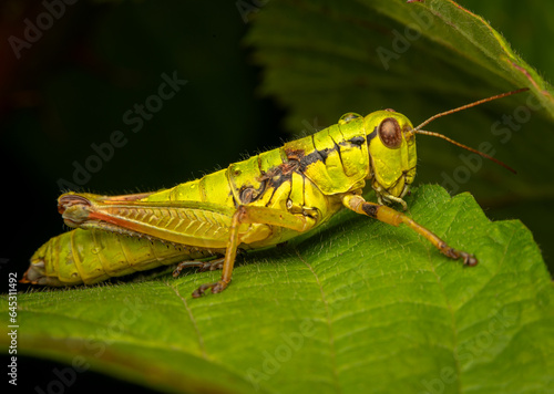 Macrophotography of a Green Mountain Grasshopper (Miramella alpina) on a green leaf. Extremely close-up and details.