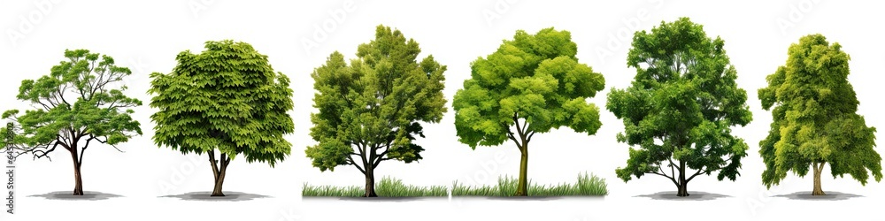 Whispers of woods. Botanical symphony. Nature diversity. Trees in summer splendor. Botanical elegance. Leaves branches and life. Tree on white background isolated Whispers of woods. Botanical symphony. Nature diversity. Trees in summer splendor. Botanical elegance. Leaves branches and life. Tree on white background isolated