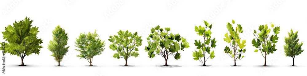 Whispers of woods. Botanical symphony. Nature diversity. Trees in summer splendor. Botanical elegance. Leaves branches and life. Tree on white background isolated Whispers of woods. Botanical symphony. Nature diversity. Trees in summer splendor. Botanical elegance. Leaves branches and life. Tree on white background isolated
