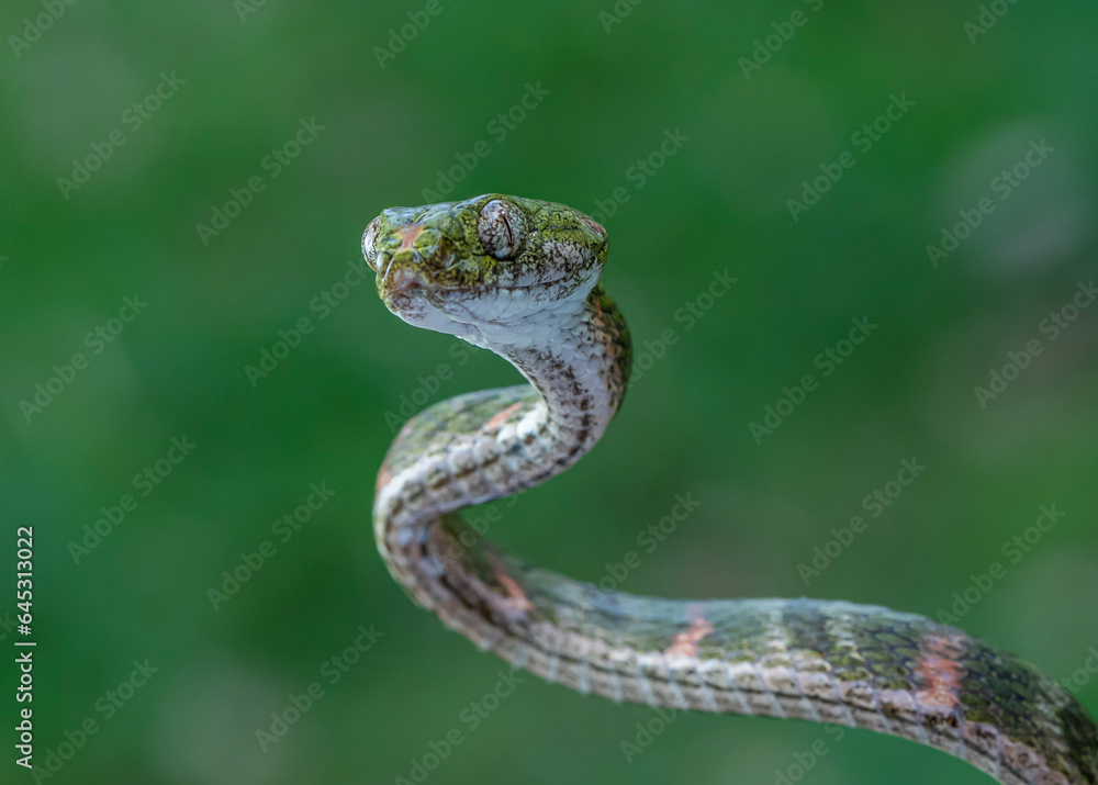 Fototapeta premium snake in the grass