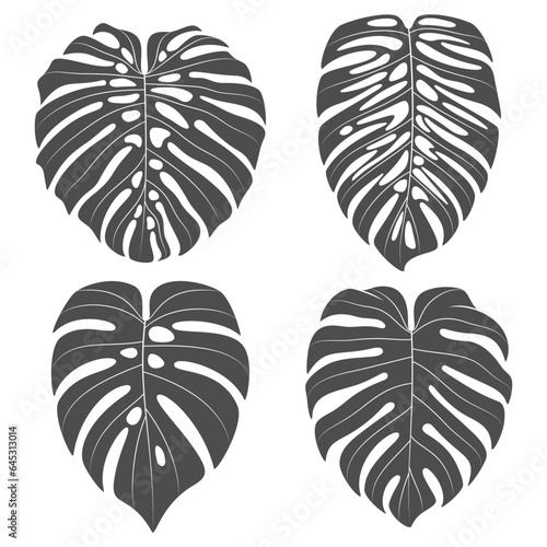 Set of black and white illustrations with monstera creeper plant leaves. Isolated vector objects on white background.