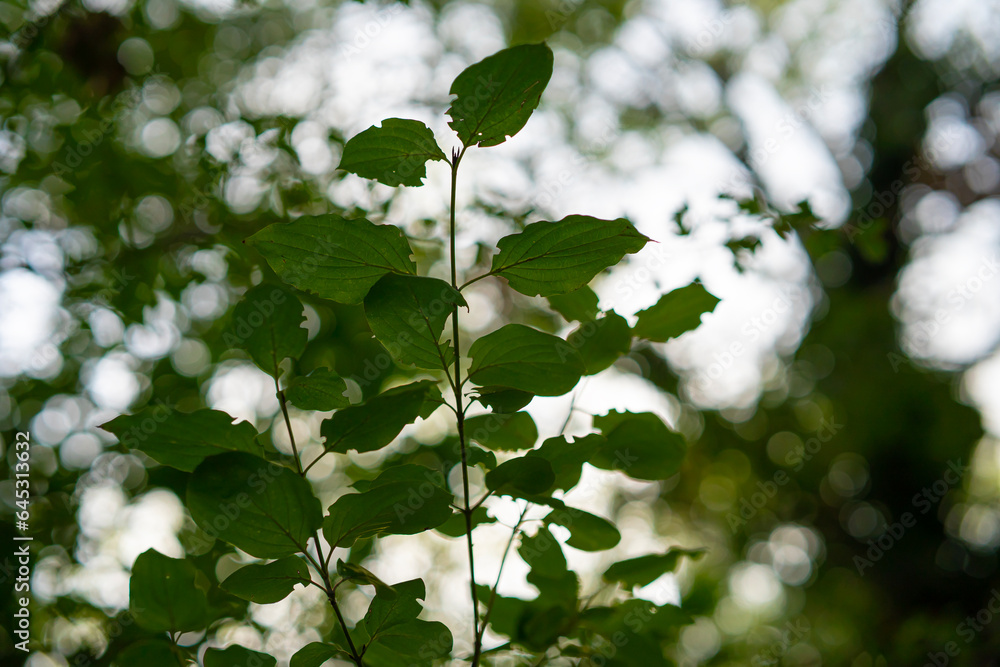 Close-up of beautiful leaves in the forest at sunset Close-up of beautiful leaves in the forest at sunset
