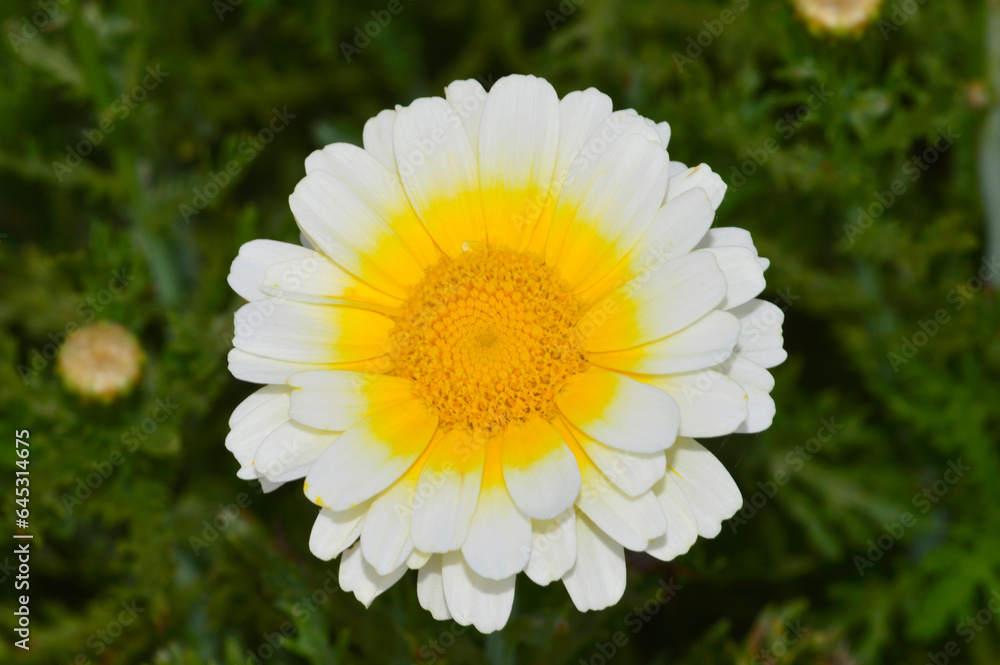 Fototapeta premium White Daisy, Pune