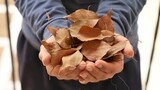 manos sujetando hojas secas como simbolo de la llegada del otoño
