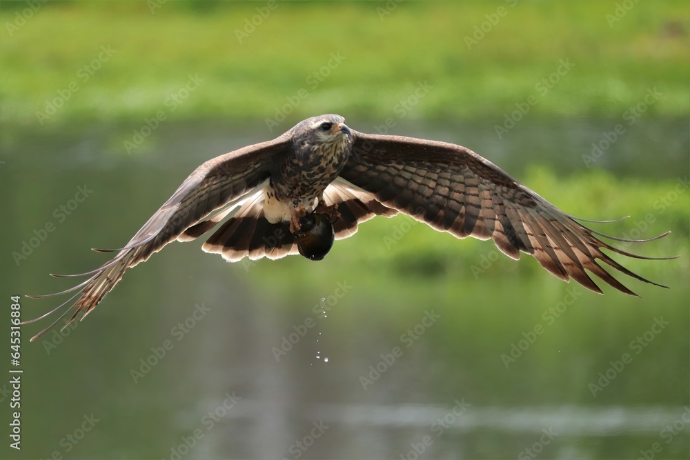 Fototapeta premium Endangered Snail Kite Paynes Prairie State Park Micanopy Gainesville Florida