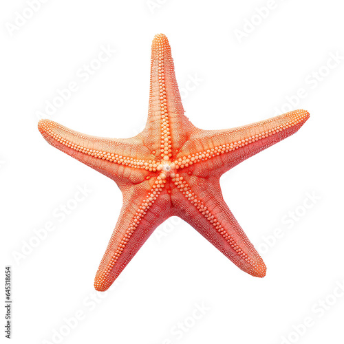 orange red starfish isolated on white background.