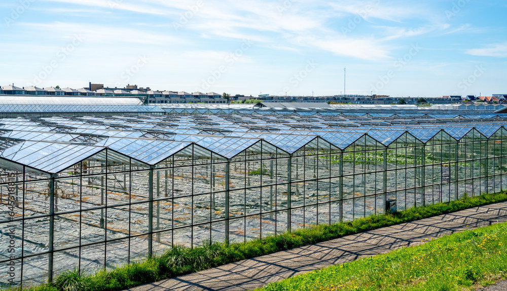 Fototapeta premium Large glass greenhouses in the Netherlands 