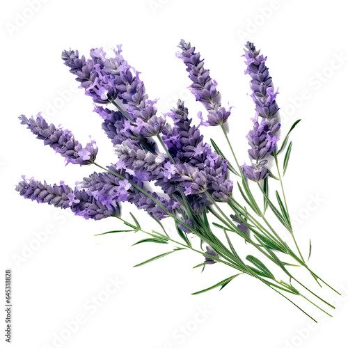 lavender flora on white background.