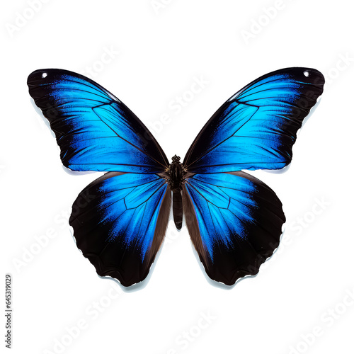 beautiful blue turquoise tropical butterfly on white. © terra.incognita