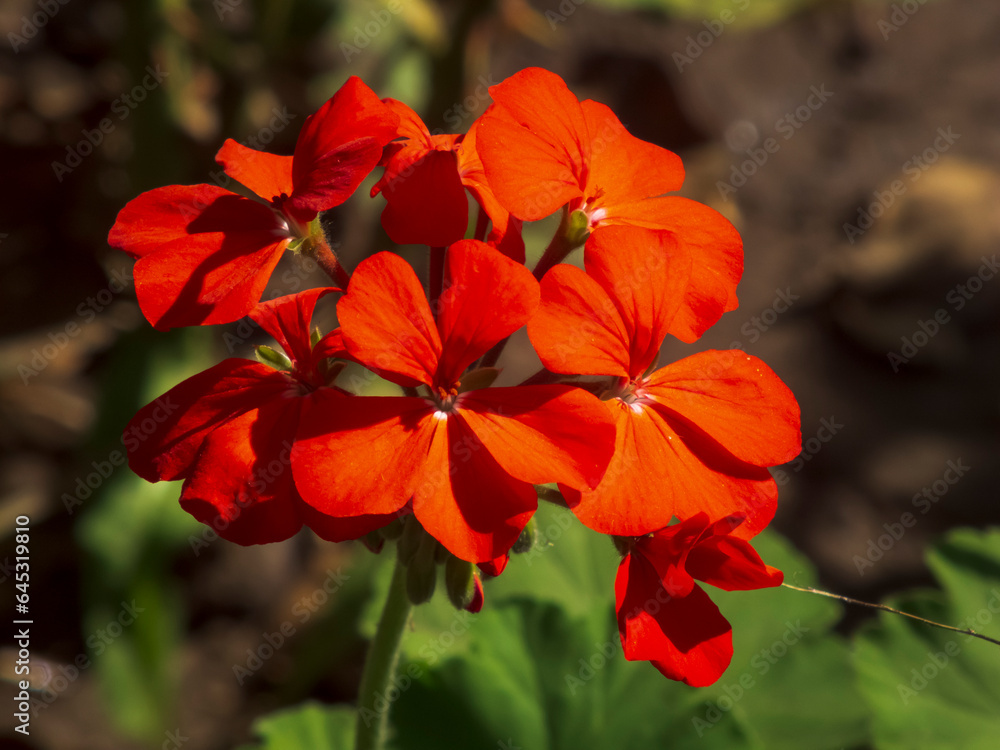 red flower in the garden red flower in the garden