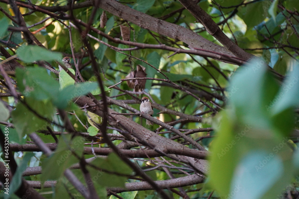 Pájaro descansando en una rama en medio de la naturaleza Pájaro descansando en una rama en medio de la naturaleza