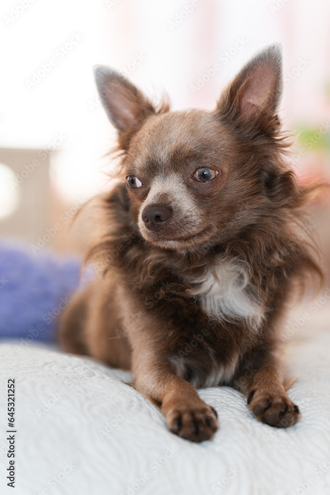 Lilac cute longhair chiwawa - closeup photography Lilac cute longhair chiwawa - closeup photography