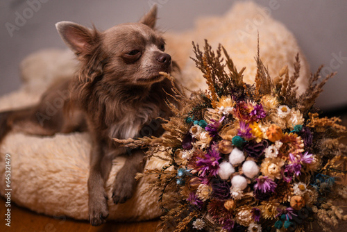 Lilac cute longhair chiwawa with bunch of flower