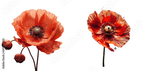 Red poppy in summer on transparent background