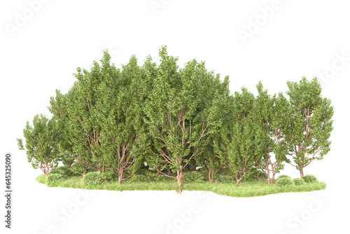 Realistic forest isolated on transparent background. 3d rendering - illustration