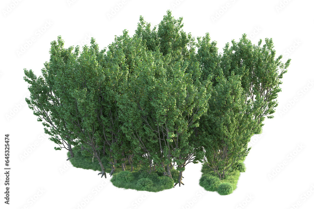 Obraz premium Realistic forest isolated on transparent background. 3d rendering - illustration