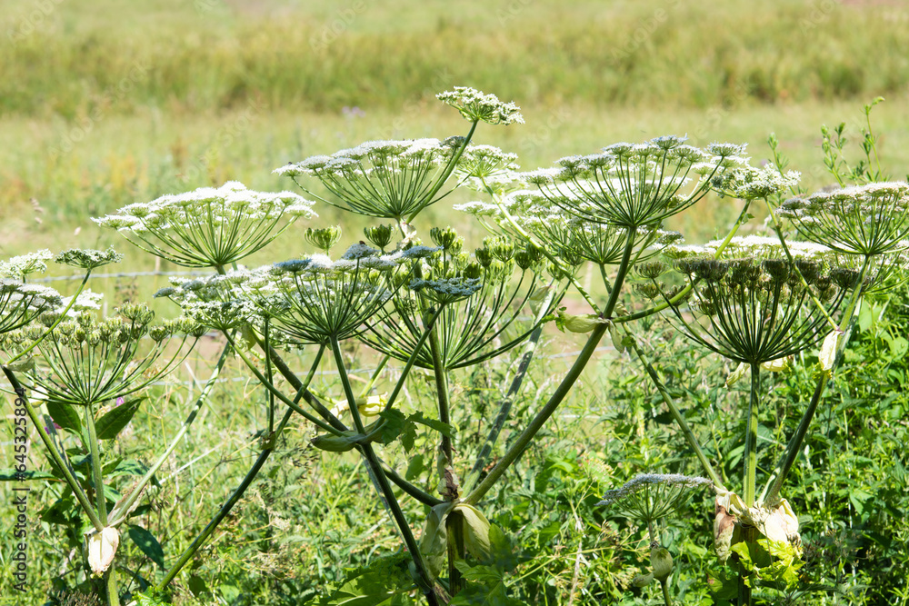 Giant Hogweed, a highly poisonous plant which causes blistering on contact and leaves people with light sensitive skin. Giant Hogweed, a highly poisonous plant which causes blistering on contact and leaves people with light sensitive skin.