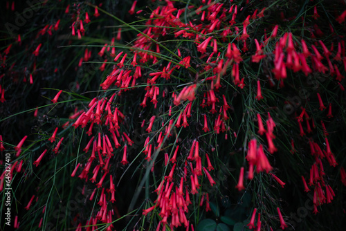Red flowers background. Dark photo of firecracker. Summer nature wallpaper photo
