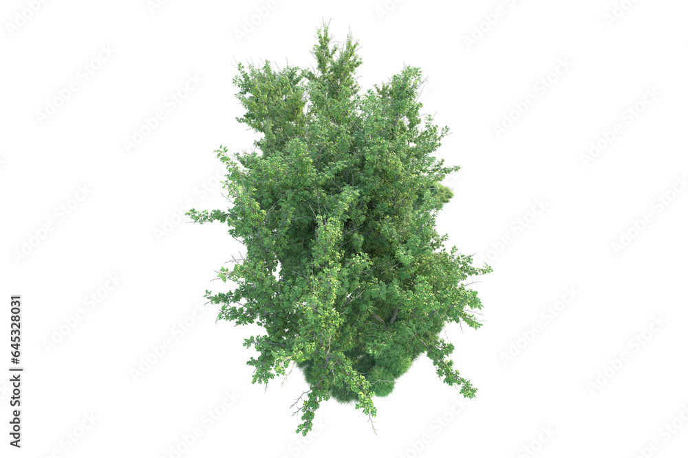 Fototapeta premium Realistic forest isolated on transparent background. 3d rendering - illustration