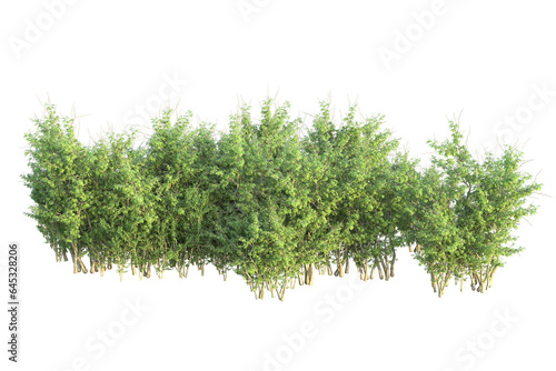 Realistic forest isolated on transparent background. 3d rendering - illustration