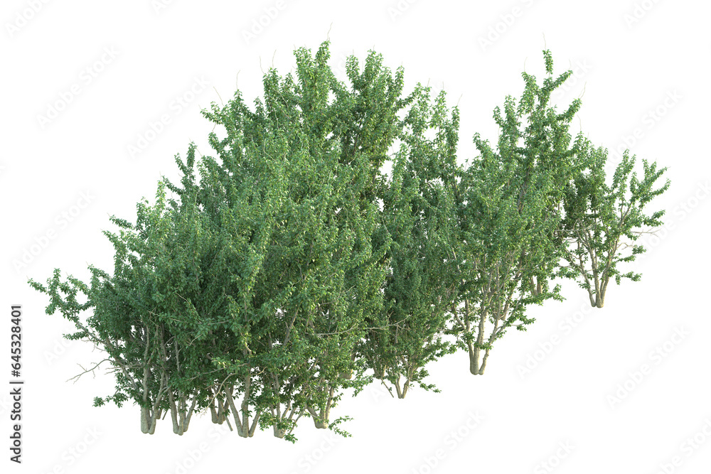 Obraz premium Realistic forest isolated on transparent background. 3d rendering - illustration