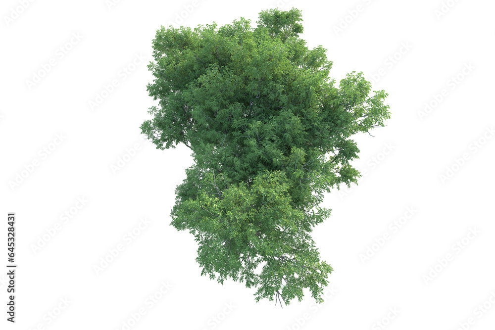 Fototapeta premium Realistic forest isolated on transparent background. 3d rendering - illustration