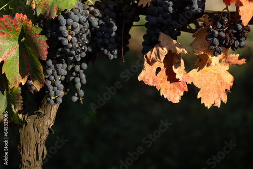 bunches of red Mencia and Cabernet grapes at their ripening point in O Ribeiro in Galicia