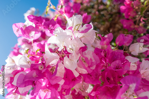Fototapeta Naklejka Na Ścianę i Meble -  White and pink flowers of bougainvillea on blue sky background. Miss universe