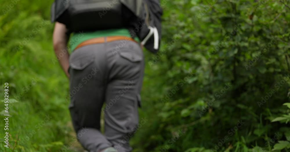 Rear Of A Backpacker Walking Up Trail In Dense Forest. Rack Focus Shot