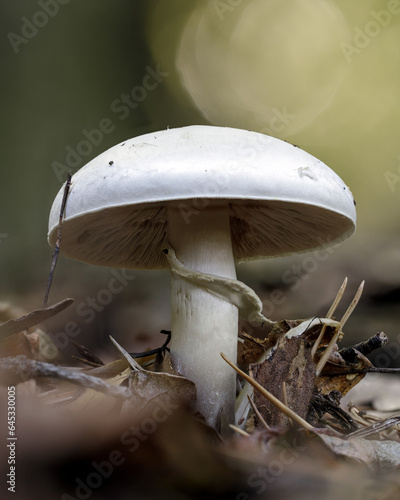 Pilz im Herbst Wald
