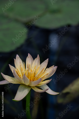                Water lily   