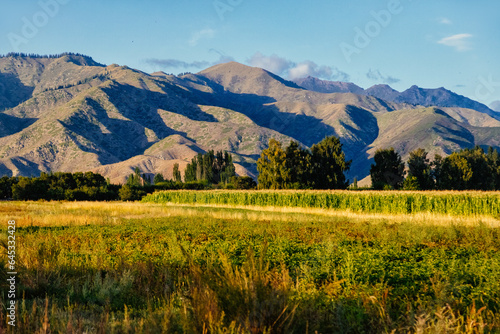 landscape in the summer