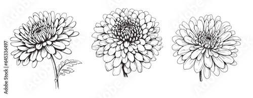 Chrysanthemums set sketch hand drawn in comic style.Vector Garden flowers