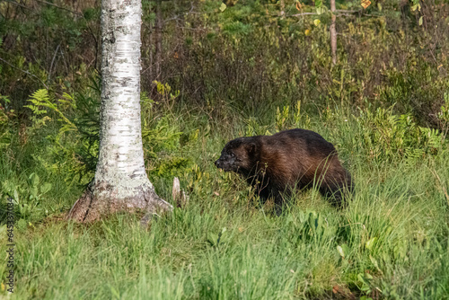 Wolverine photo