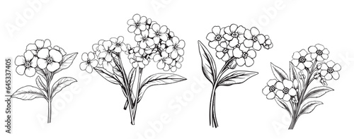Forget-me-not flower set sketch hand drawn Vector Garden flowers