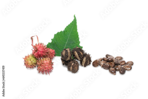 beans  Ricinus  and castor oil isolated on the white background  herbs.