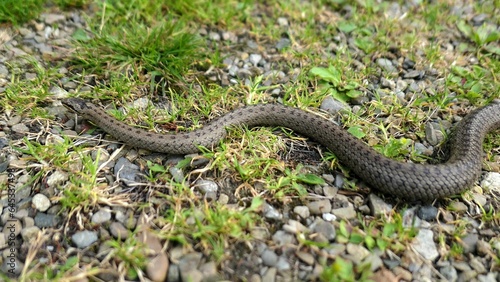 Wild Snake Coronella Austriaca on Grass and Stones