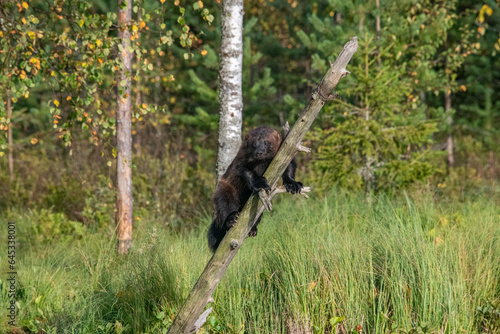 Wolverine in the forest photo