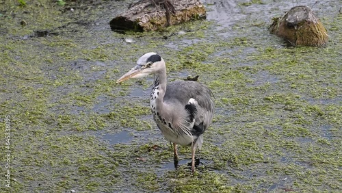 Grey heron wading through shallow wter photo