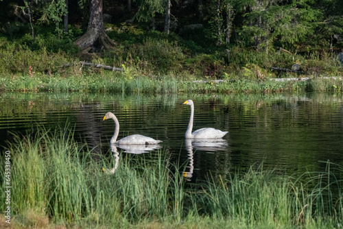 Boreal forest landscape photo