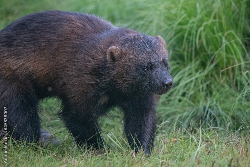 Wolverine in the forest Wolverine in the forest