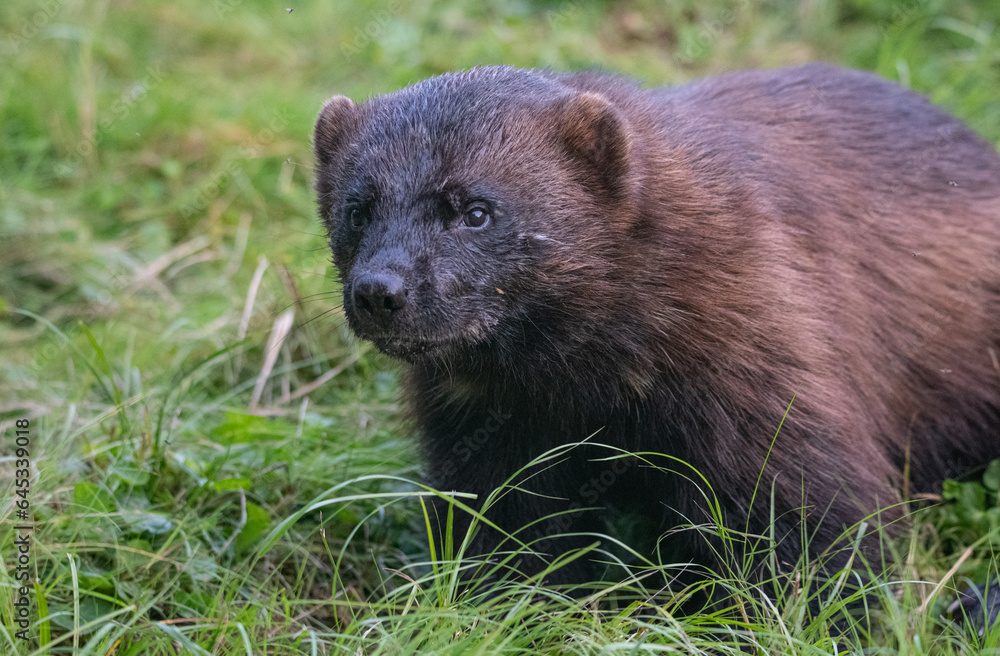 Wolverine in the forest Wolverine in the forest