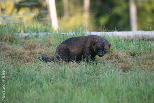 Wolverine in the forest photo