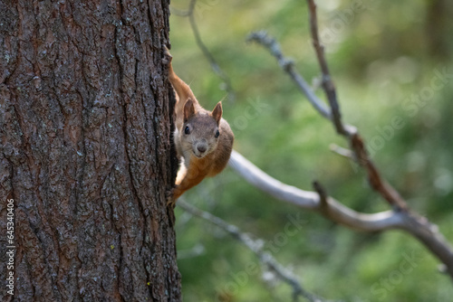 Squirrel in the forest © Stanislav