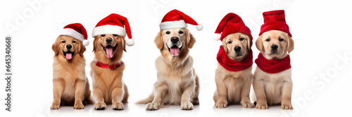 Five cute Christmas dogs wearing red Santa Claus hats on panoramic white background, puppies holiday web banner © Delphotostock