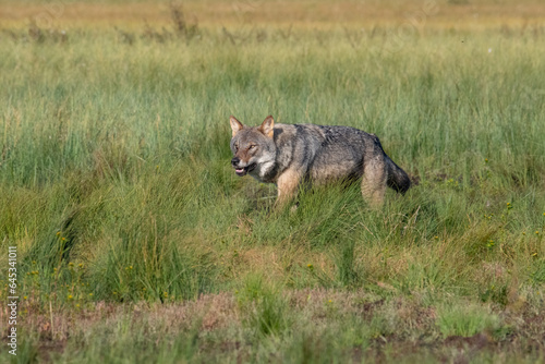 Wolf in the forest photo