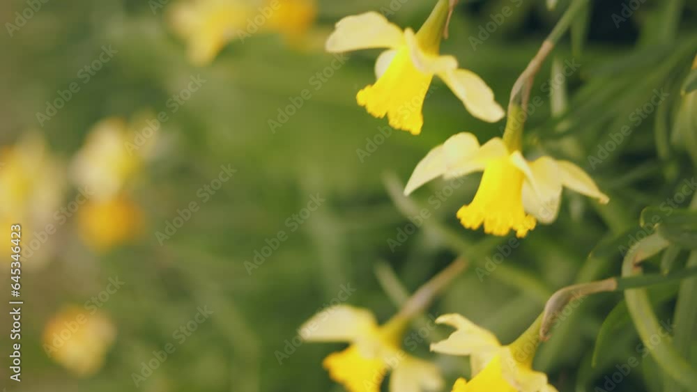 close-up of yellow daffodils with shallow depth of field close-up of yellow daffodils with shallow depth of field