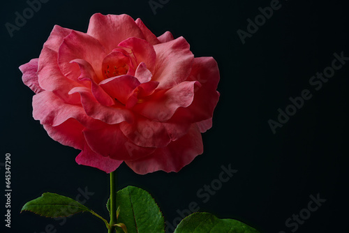 A pink rose photographed with a macro lens.